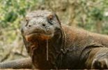 itin-komodo.jpeg